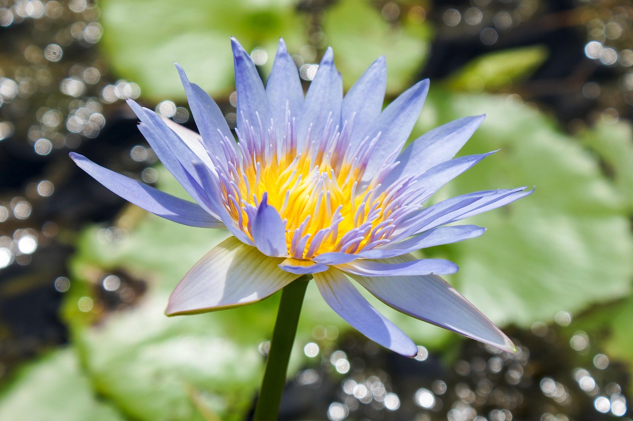 lotus, lily, beautiful flowers, flo, flower background, flower, water, plant, floral, petal, summer, flower wallpaper, nature, meadow, leaf