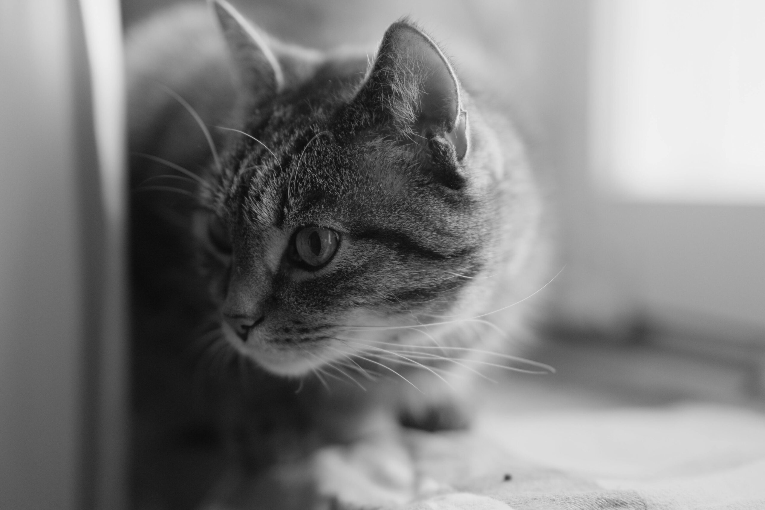 Close-up of a tabby cat in black and white, looking curious.